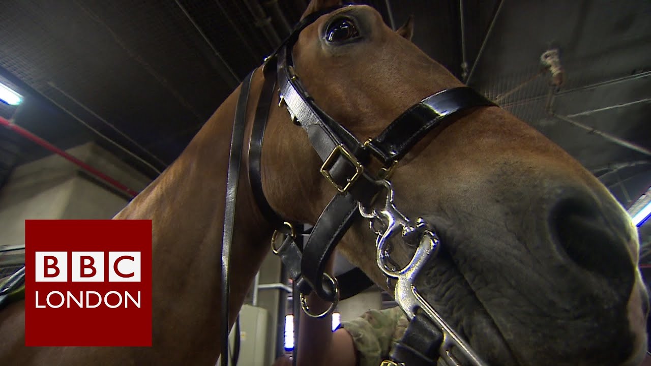 Horses & soldiers prepare for Royal gun salute