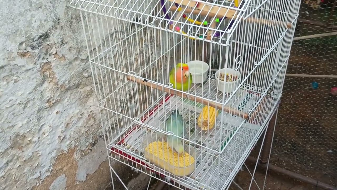 Como estão minhas aves?