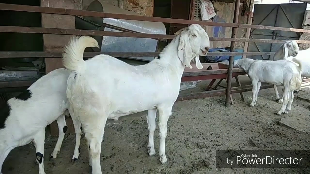 Sojat Goats full Information