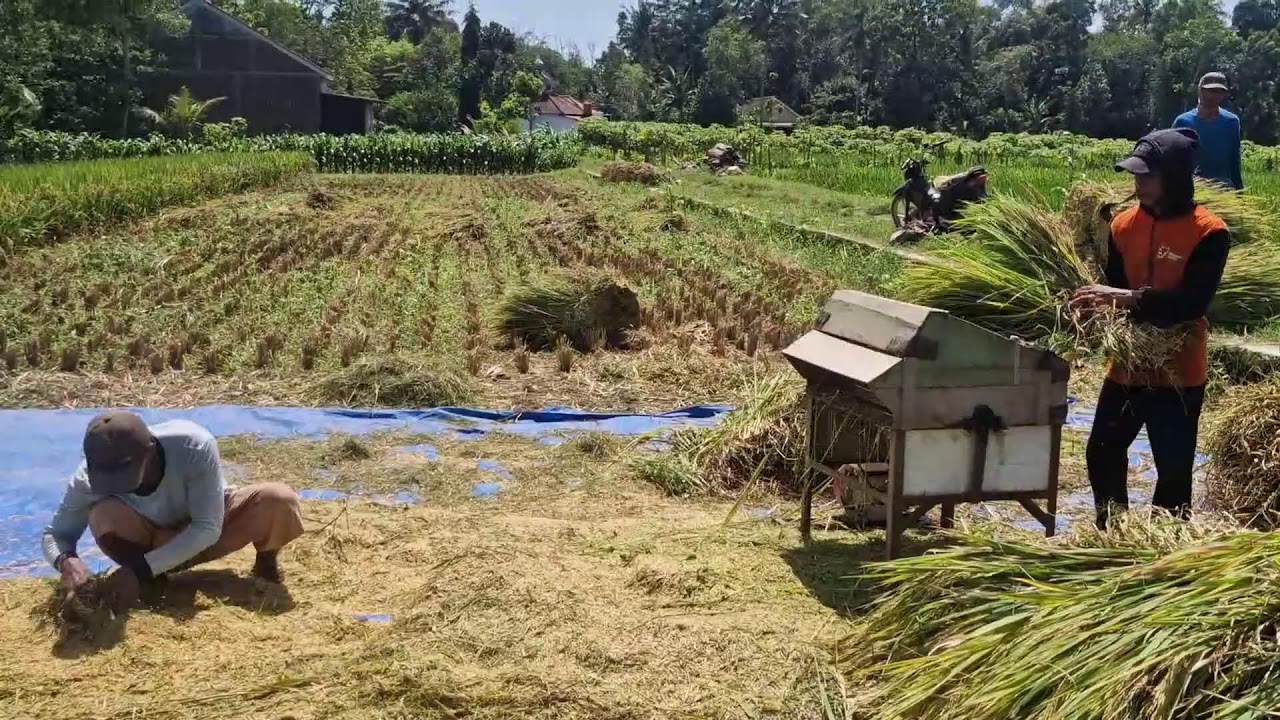 THIS GENIUS MACHINE MAKES RICE THRESHING SUPER EASY! - Agriculture Farming
