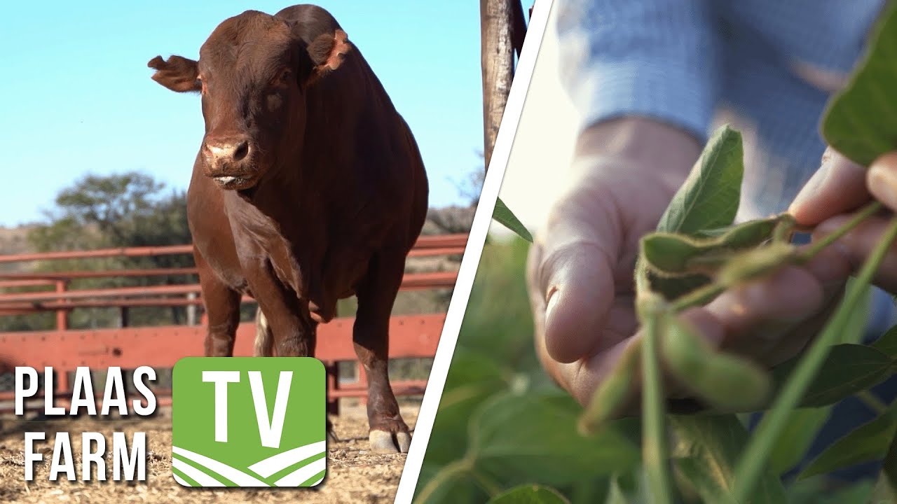 Hoe lyk SA se rooivleisbedryf? / Sojabone onder die vergrootglas: Plaas TV 5 April 2023