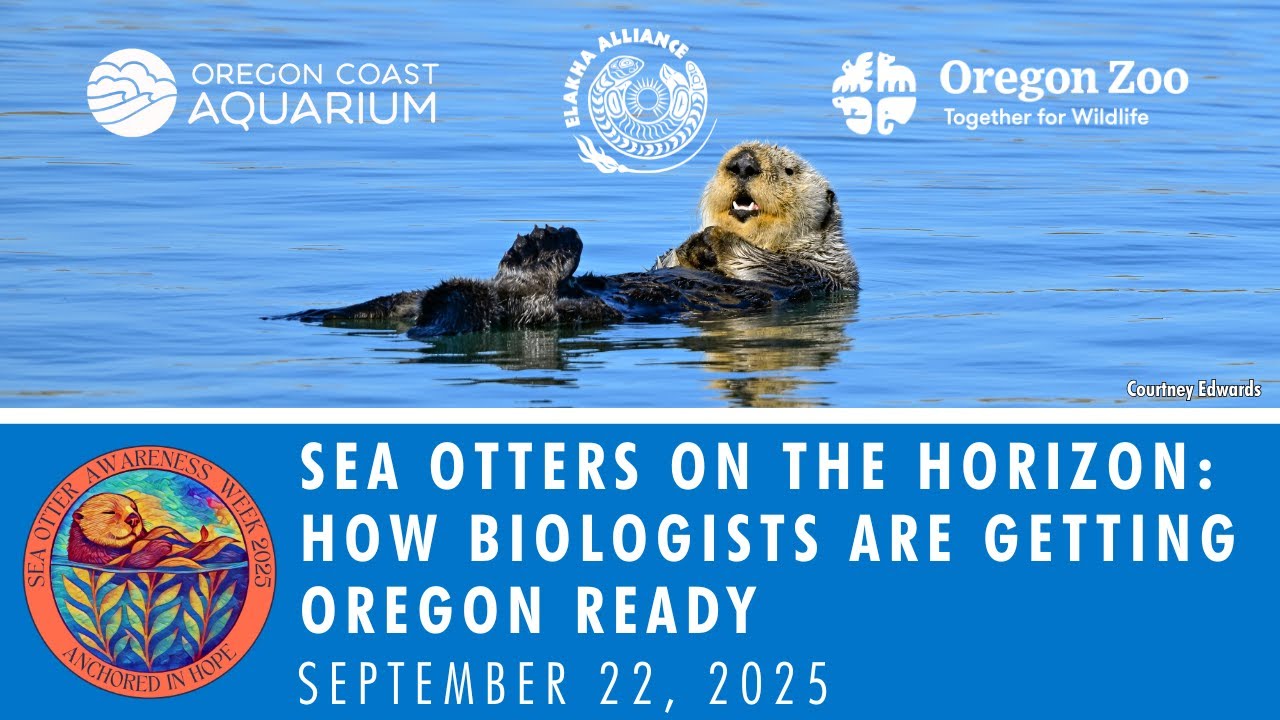 How the Oregon Zoo, Oregon Coast Aquarium, and Elakha Alliance are preparing for Sea Otters