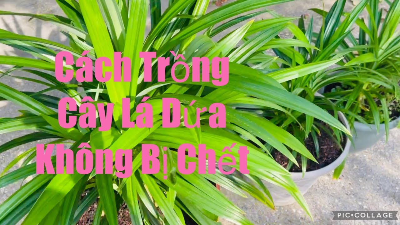 Cách Trồng Cây Lá Dứa ở Mỹ| Cách Chăm sóc Cây Lá Dứa vào mùa đông| Chăm sóc vườn cây lá sau nhà ở Mỹ