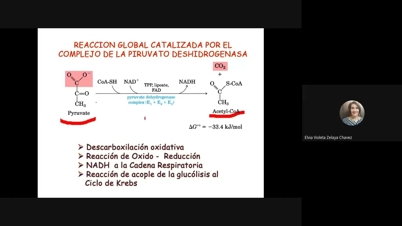clase 15 ciclo de krebs
