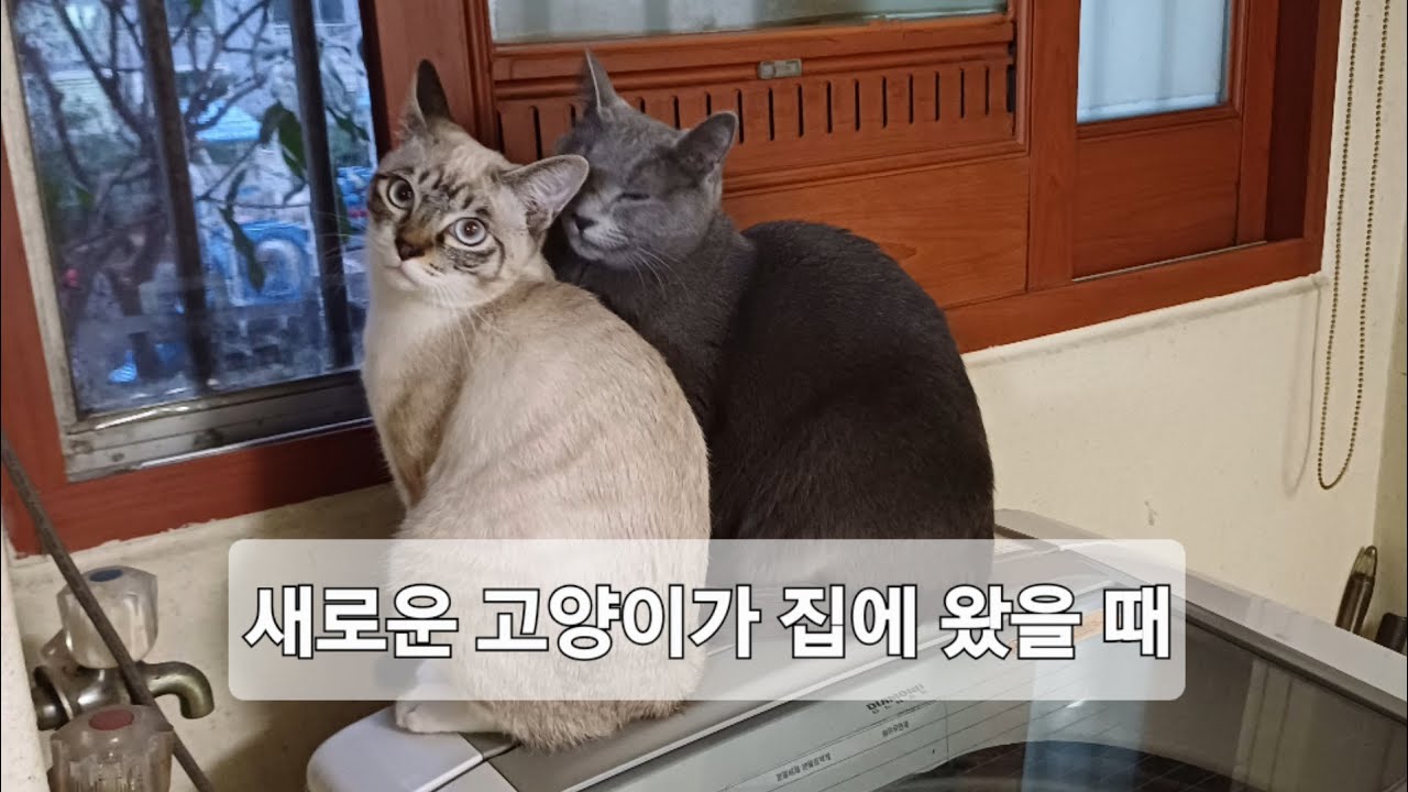 새로운 고양이와 합사하기 Cat introduction #귀여운고양이 #합사 #새고양이