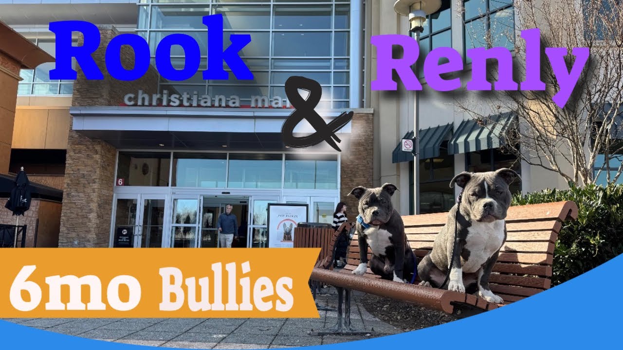 6mo Bullies (Rook & Renly| Best Delaware Dog Trainers | Off Leash K9 Training Delaware
