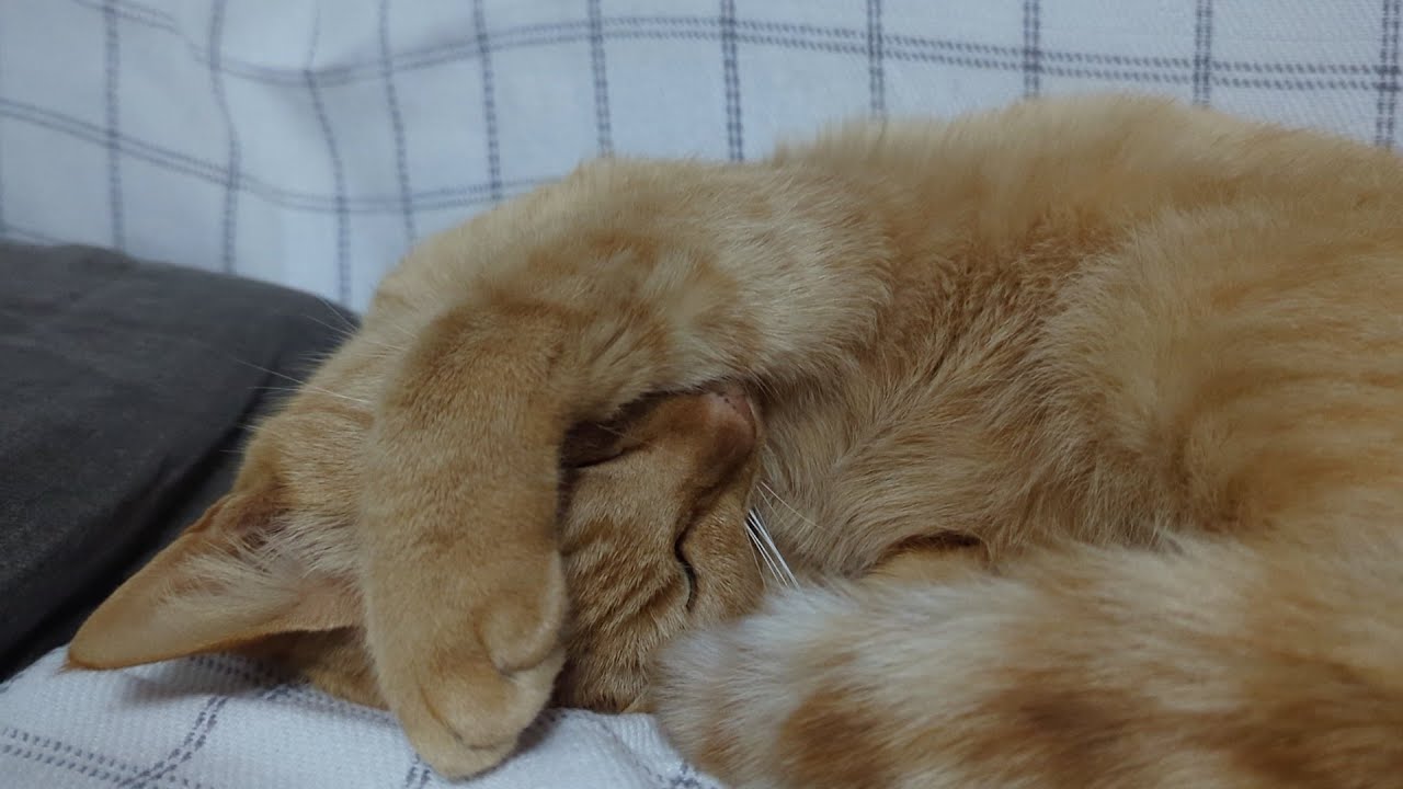 ぼくはサンです９９　今年もよろしくお願いします