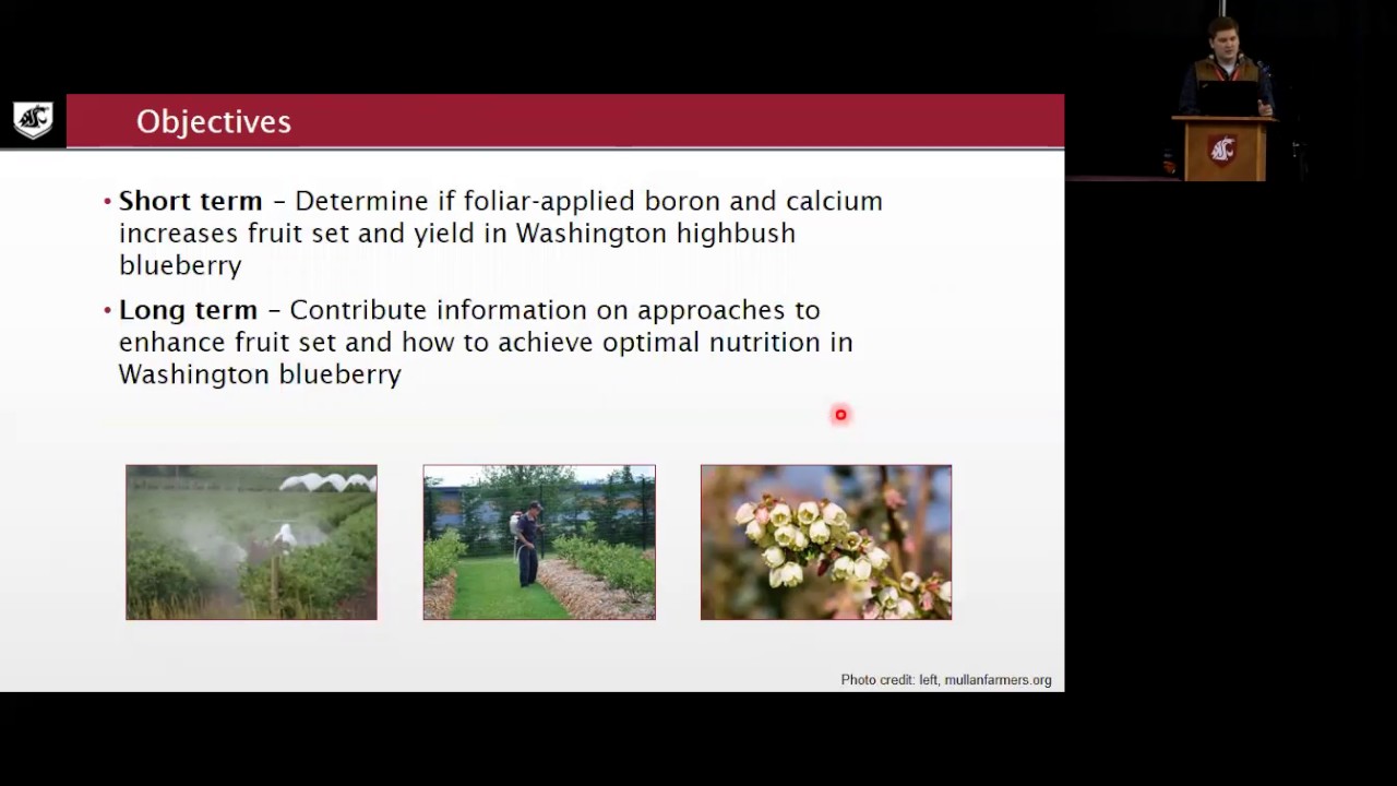 Foliar Applications of Calcium and Boron for Improved Fruit Set in Blueberry - Matt Arrington