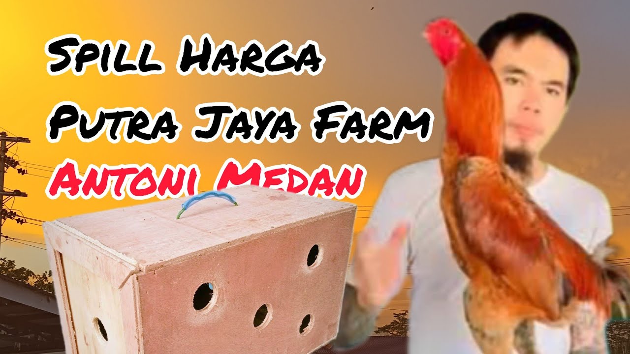 🔴Live Spill Harga Ayam Pakhoy Drumband Putra Jaya Farm