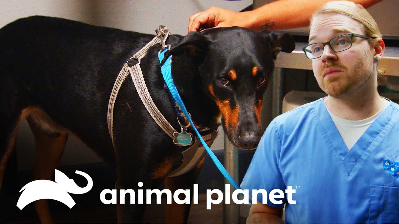 A incrível recuperação do Nitro | Veterinário das Montanhas | Animal Planet Brasil