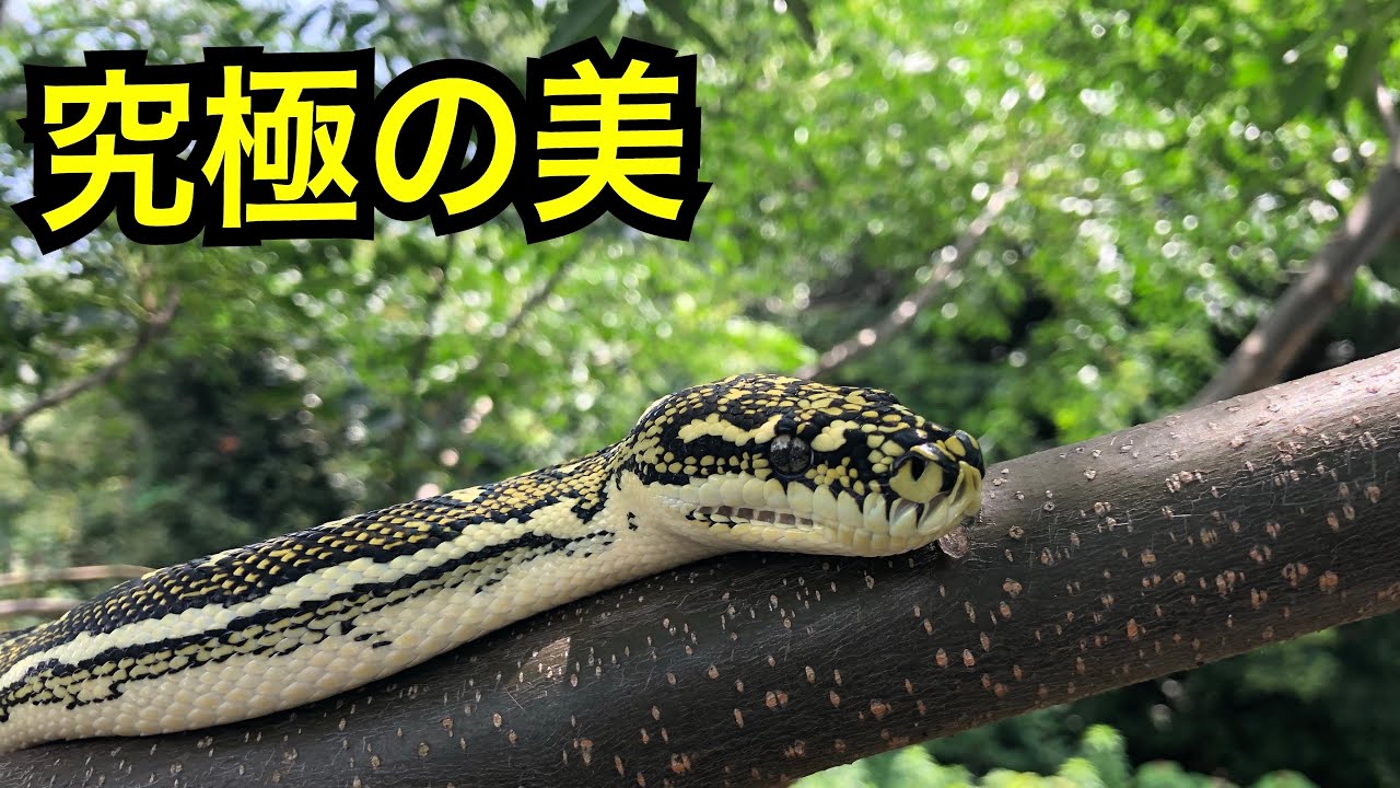 究極の美　至高のモレリア　ダイアモンドパイソンの飼育😎👍