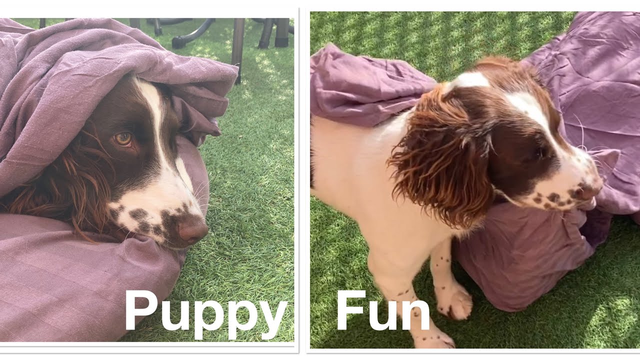 Puppy’s New Experiences - Having Fun