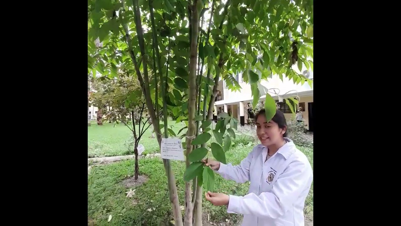 Mi planta adoptada -  Piper aduncum L