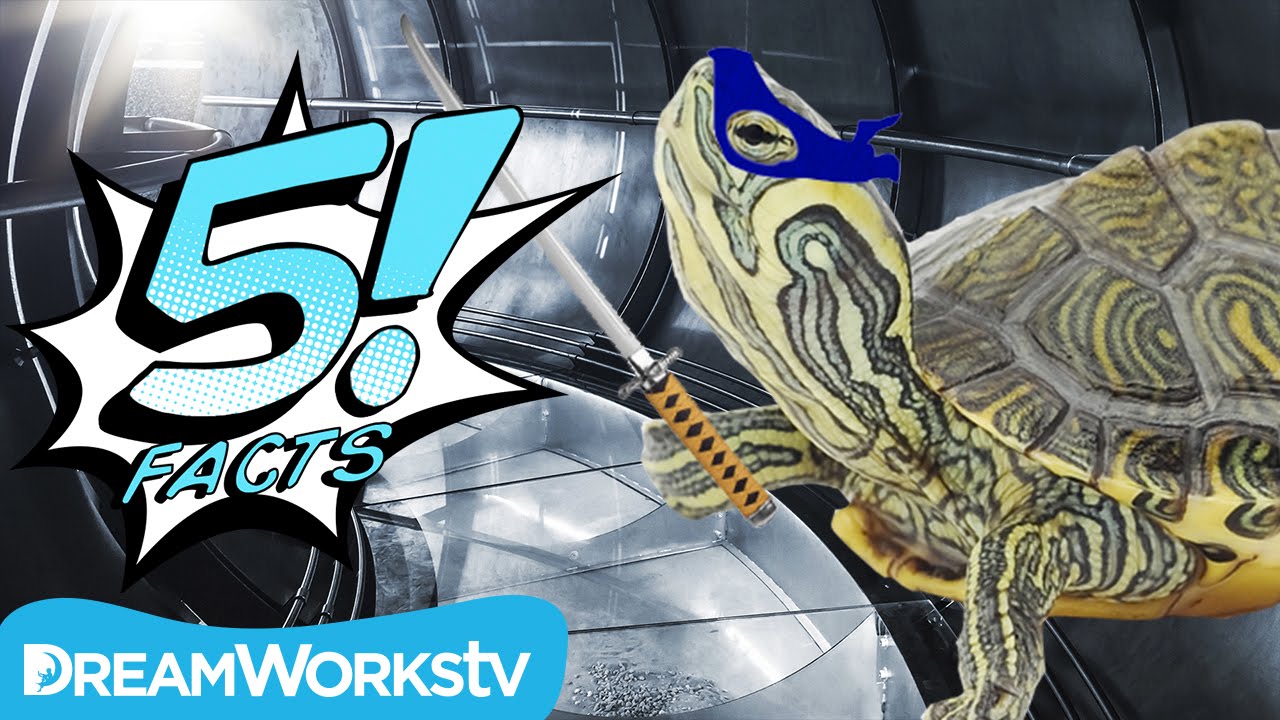 Ninja Turtles in Real Life! 5 Facts about Turtles You Have to See to Believe | 5 FACTS