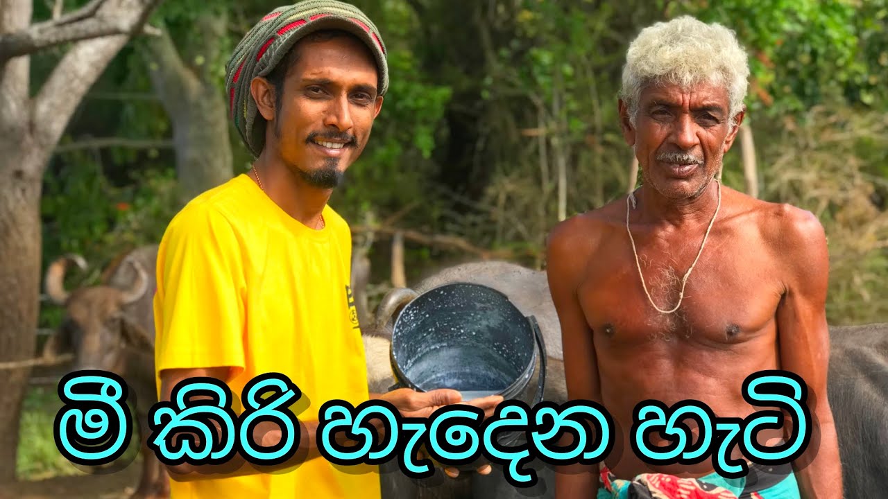 රසම රස මීකිරි හදන්නේ මෙහෙමයි.The most delicious bee milk is made here. #curd  #milk #travel 