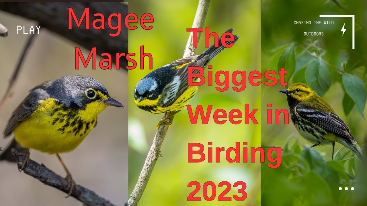 Magee Marsh: The Biggest Week in American Birding 2023