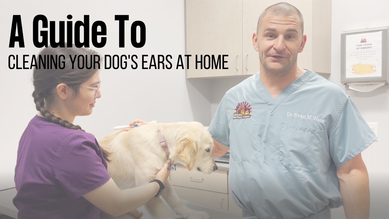 How to Clean Your Dog's Ears at Home?