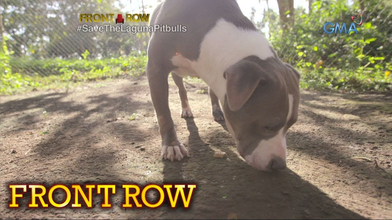 Front Row: Mga pit bull na maaaring ampunin