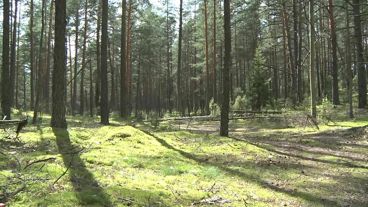 Dzūkijos Nacionalinio parko gamta