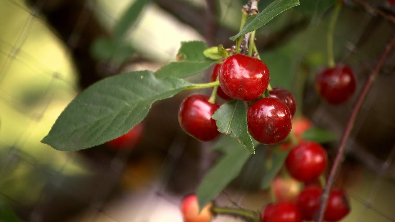 Growing Cherries | Iowa Ingredient