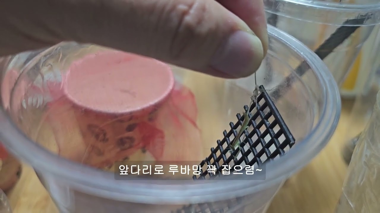 3령 사마귀 탄생, 그리고 시련 #mantis #insects #곤충 #사마귀 #smartphone #동물