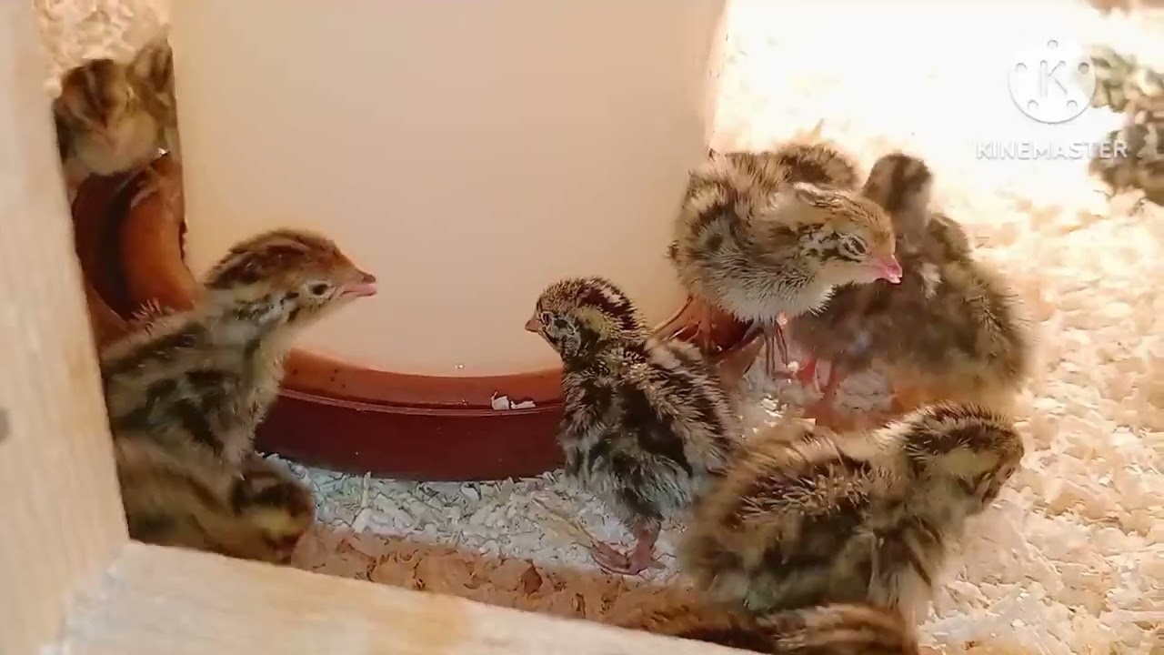 طريقه استقبال السمان الهجين من عمر يوم وخطوات تربيته من الصفر  دورة جديدة 5/10/2023