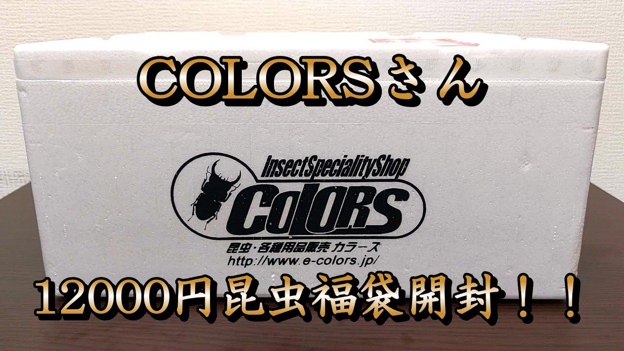 【最高！！】COLORSさんの12000円昆虫福袋を開封してみたら超お得な中身にテンション爆上げ！！【カブトムシ・クワガタ】