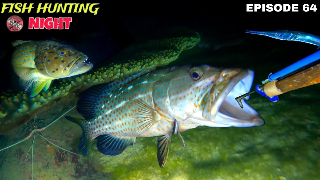 WOW! Caught 4 Groupers | NIGHT SPEARFISHING EPISODE 64 | FISH HUNTING AT NIGHT