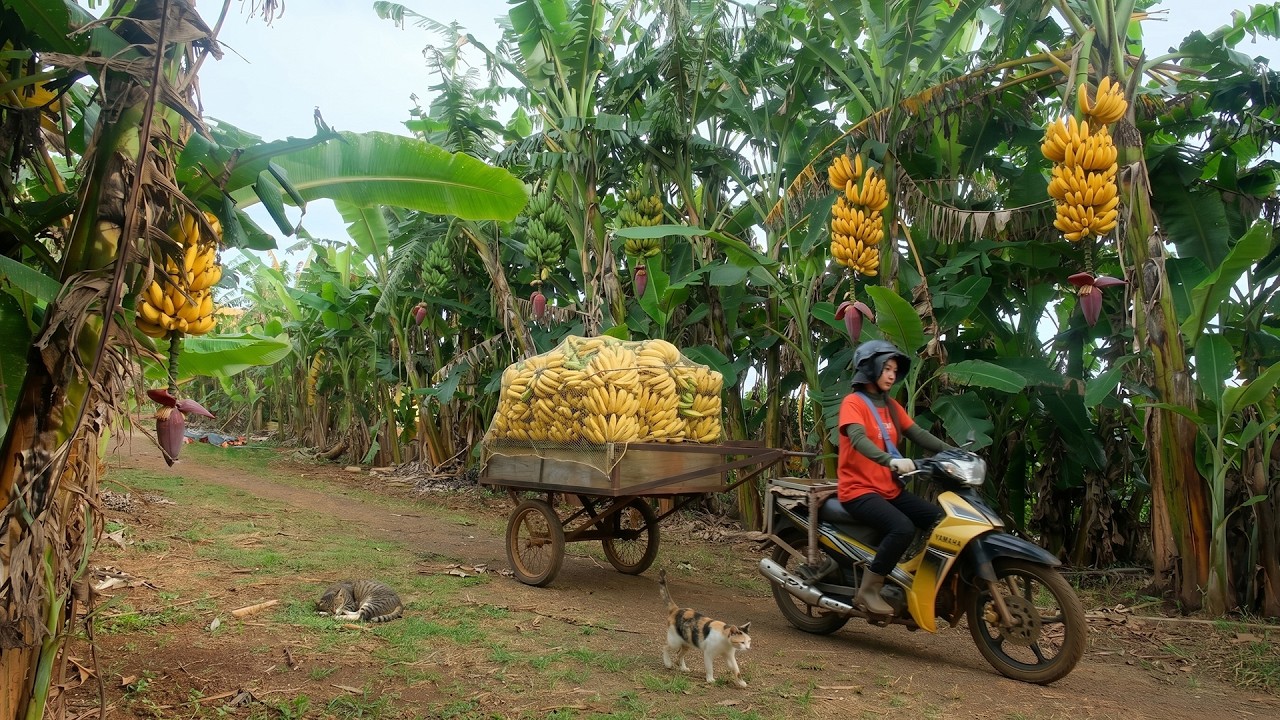 Harvest A Truckload Of Bananas From My Farm For Market Sale &ndash; Cooking And Farming Life