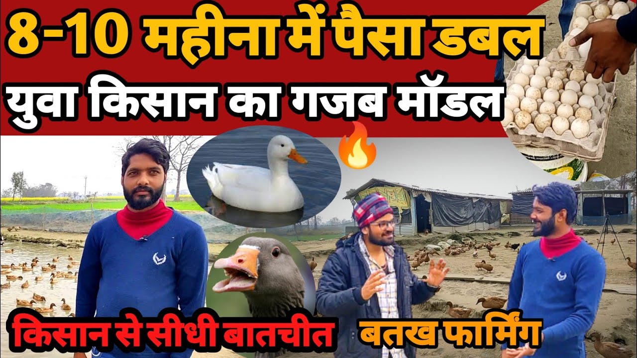 Как разводить уток | Бизнес-план по разведению уток | Батак Палан | Разведение уток в Индии