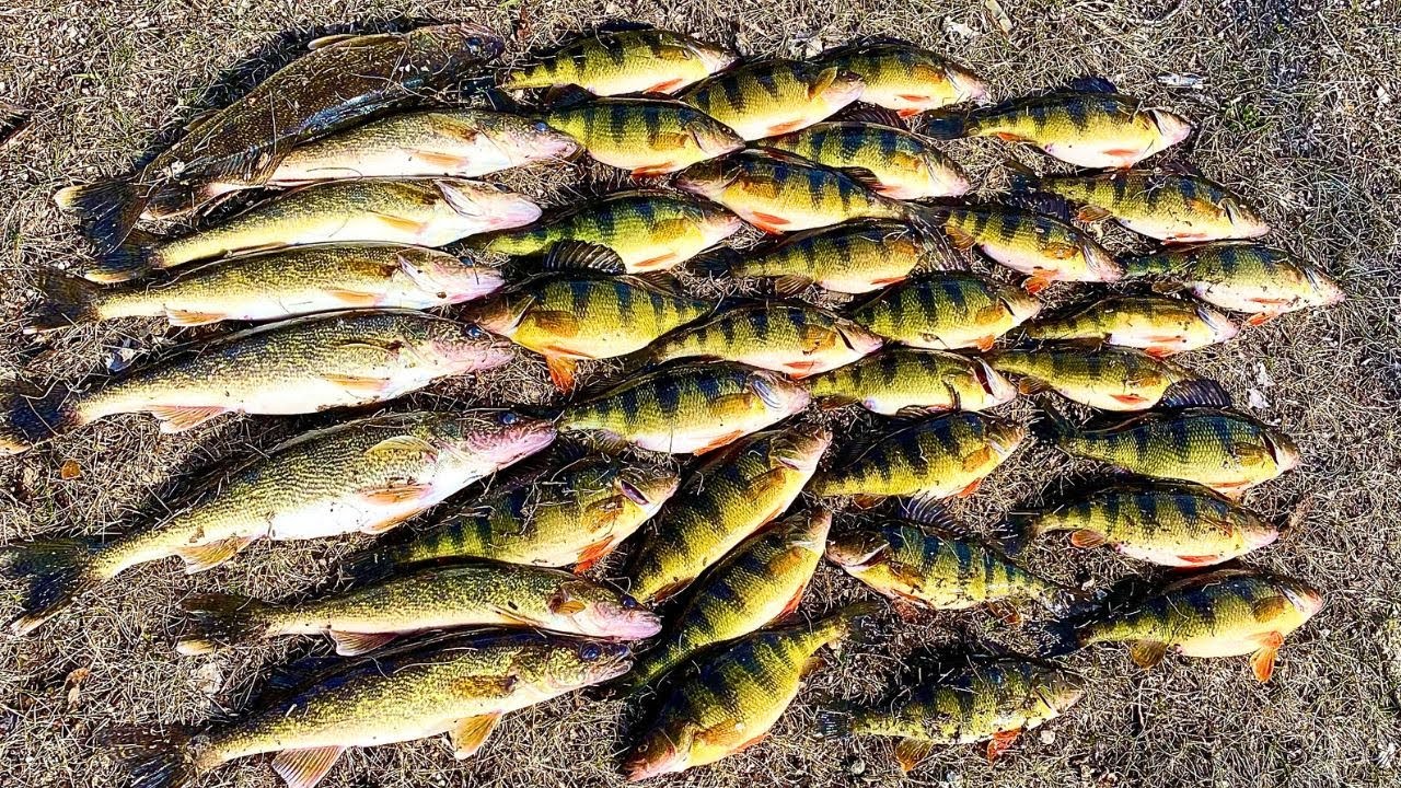 Mississippi River Spring Fishing {Walleye AND Perch Limits}