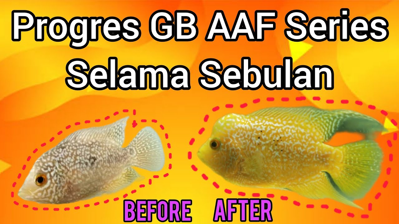 Tutorial Progres Burayak GB cencu AAF series selama sebulan #louhan #progreslouhan