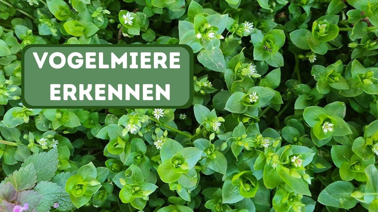 Die Vogelmiere erkennen