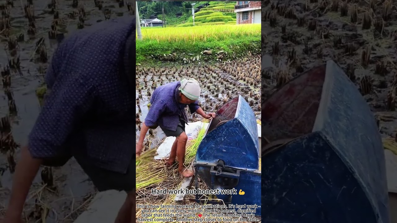 Old man threshing rice rural harvest life 🌾