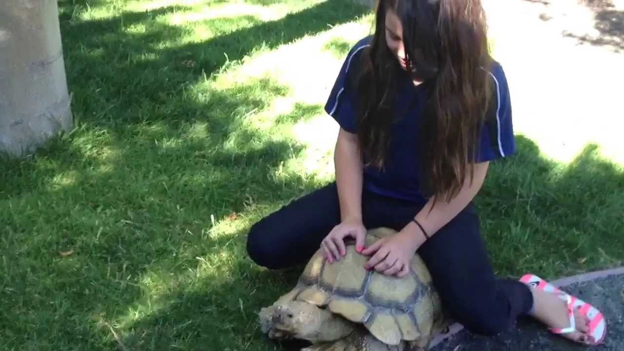 Tortoise ride