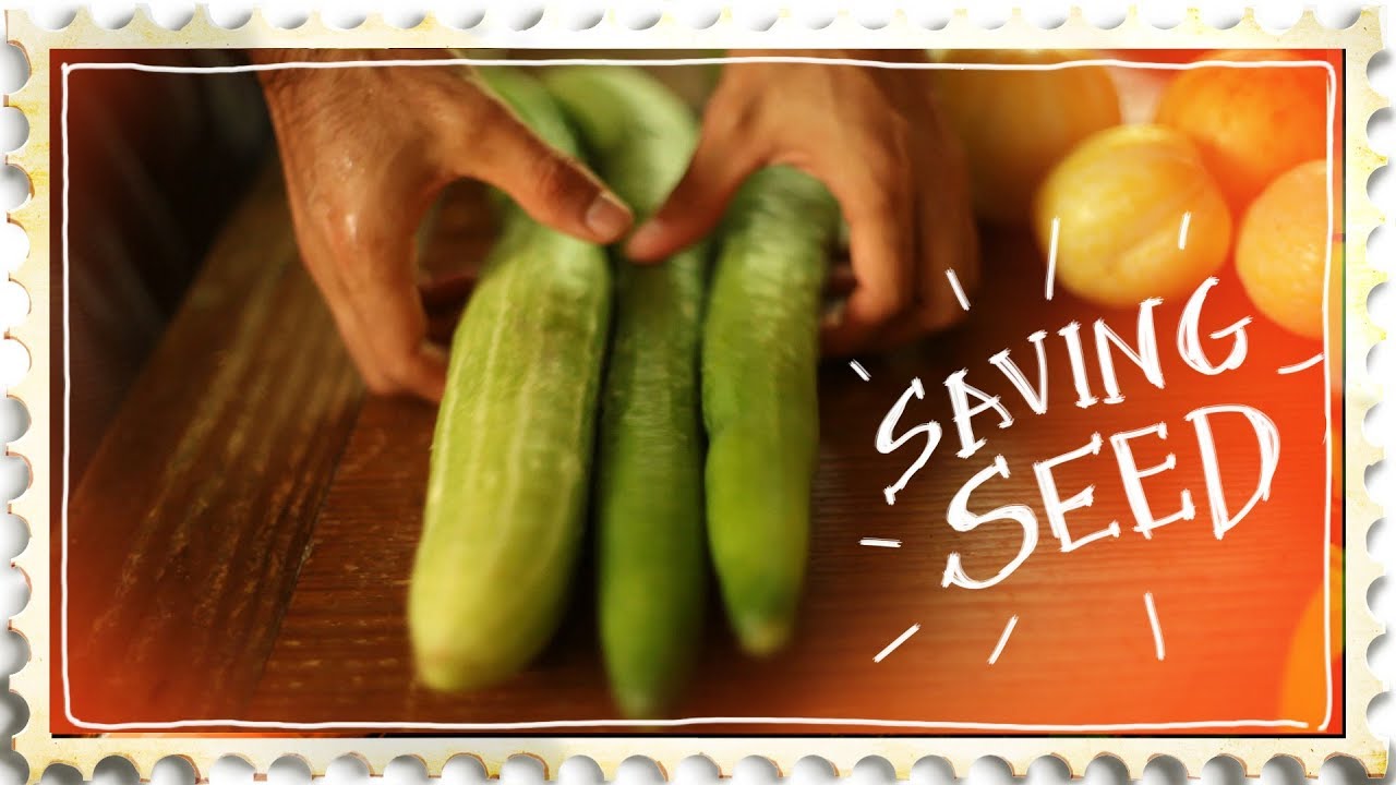How to Save Cucumber Seed the Correct Way
