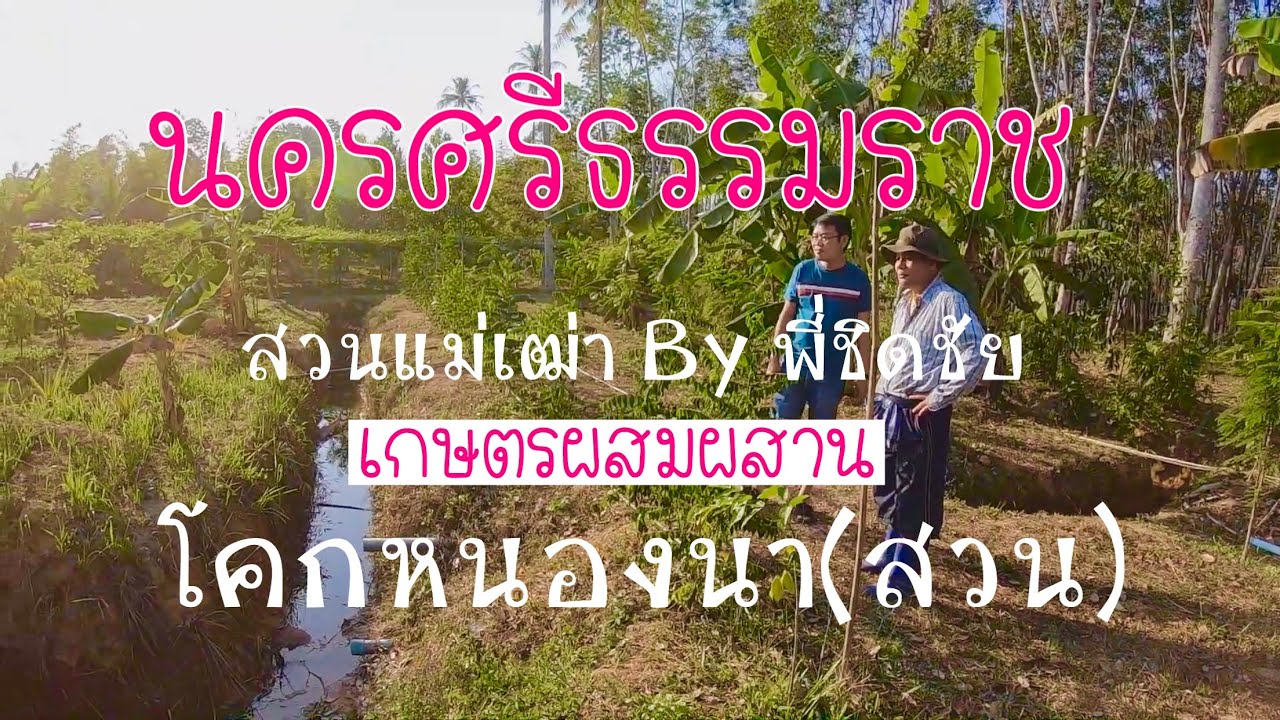 โคกหนองนา เกษตรผสมผสาน 3 ปี ความสำเร็จที่ ทุ่งสง นครศรีธรรมราช I by นายโต้รุ่ง#MrTORUNG ChilLax I