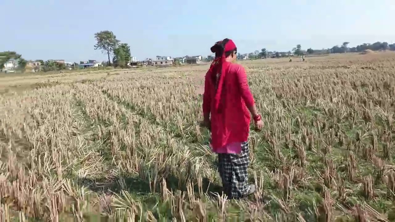 Kheshari Saag Tipna Jada 🌿 | Village Life Vlog | Nepal Rural Daily Life | Nepal Village Short Vlog |