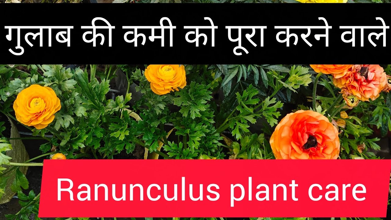 Ranunculus plant care/ कम धूप में चलने वाला गुलाब की कमी को पूरा करने वाला प्लांट रान्नकुलस 