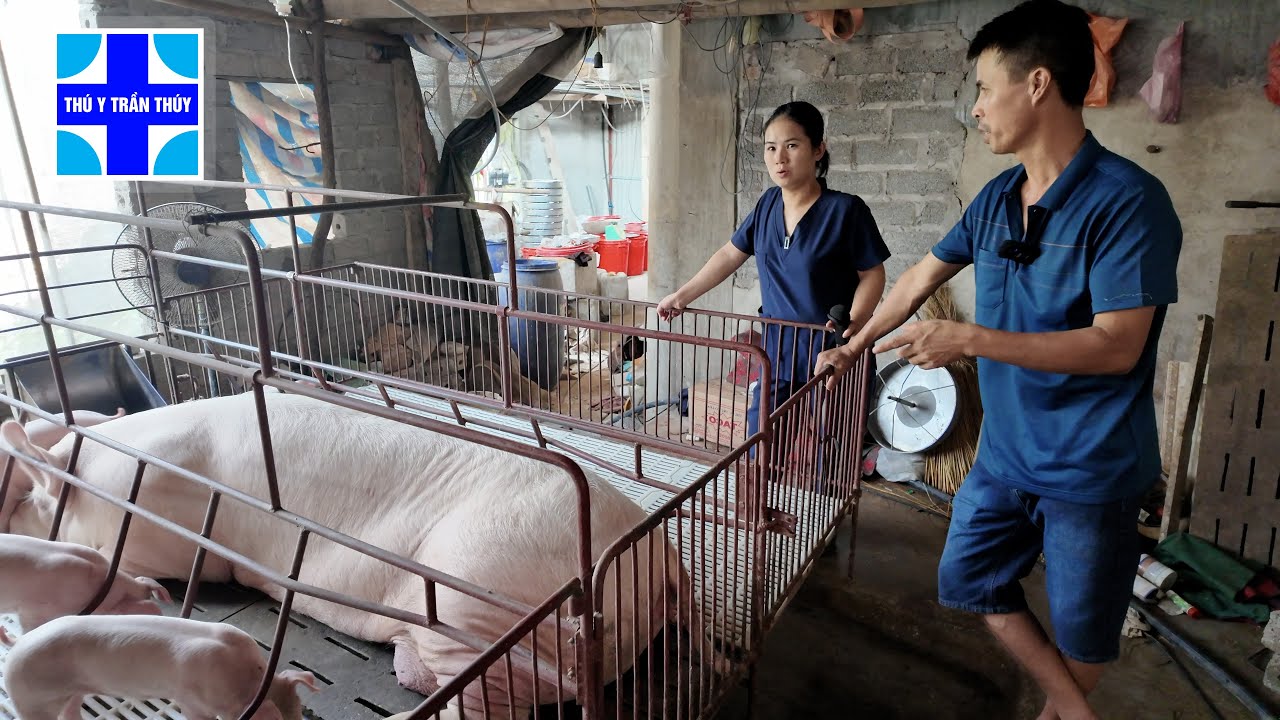 Bí quyết phòng chống viêm tử cung heo nái sau sinh