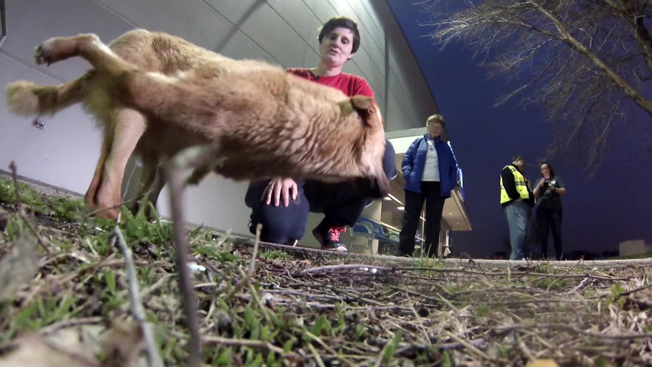 'Lucky' Dog Rescued From Iraq Arrives In Chicago For Medical Treatment