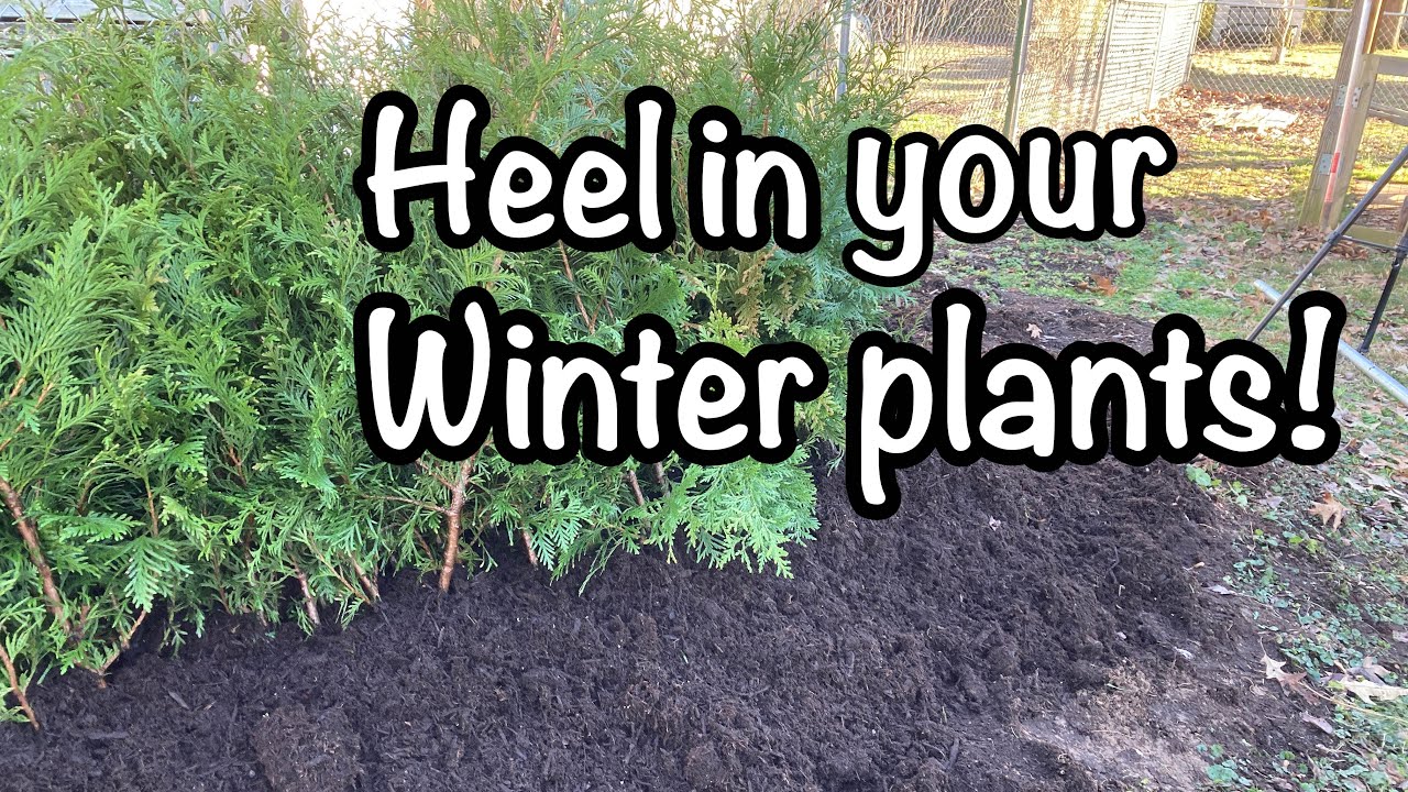 Dig 'em up; Heel 'em in! Heeling in plants and storing plants until you need them.