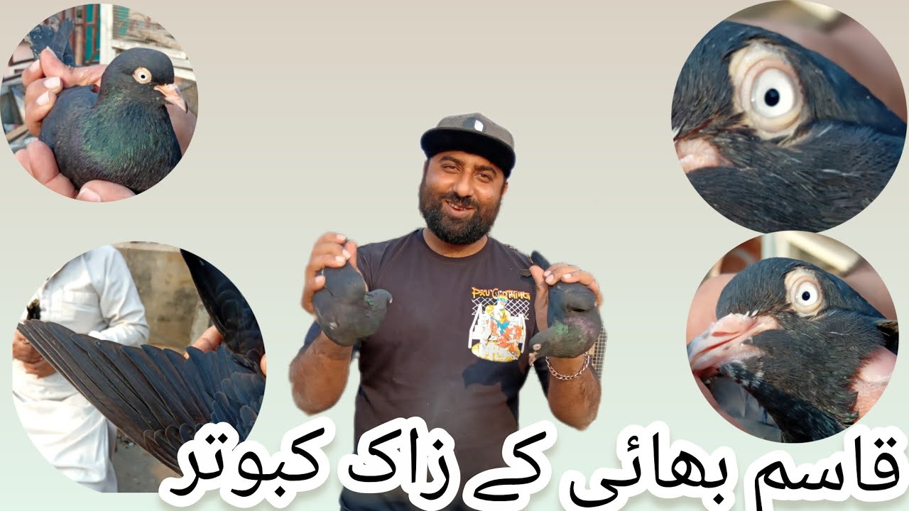 Qasim Bhai K Zaak Kabuter MASHA ALLAH | Resulted Zaak Nayaab Kabuter | #Chaampigeonclubofficial 