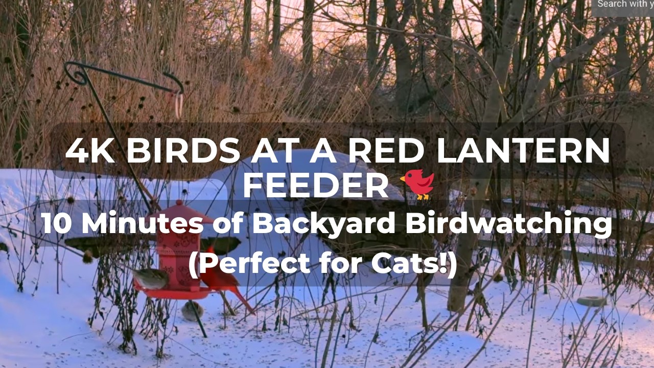 4K Birds at a Red Lantern Feeder 🐦 | 10 Minutes of Backyard Birdwatching (Perfect for Cats!)
