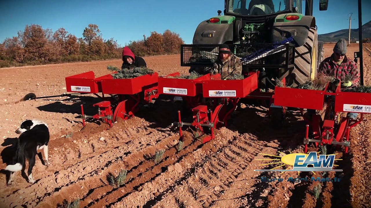 Planteuse à lavande 3 rangs EAM euroagrimat