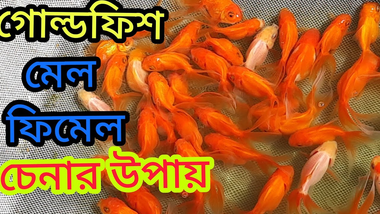 গোল্ডফিশের মেল-ফিমেল চেনার সহজ উপায়।