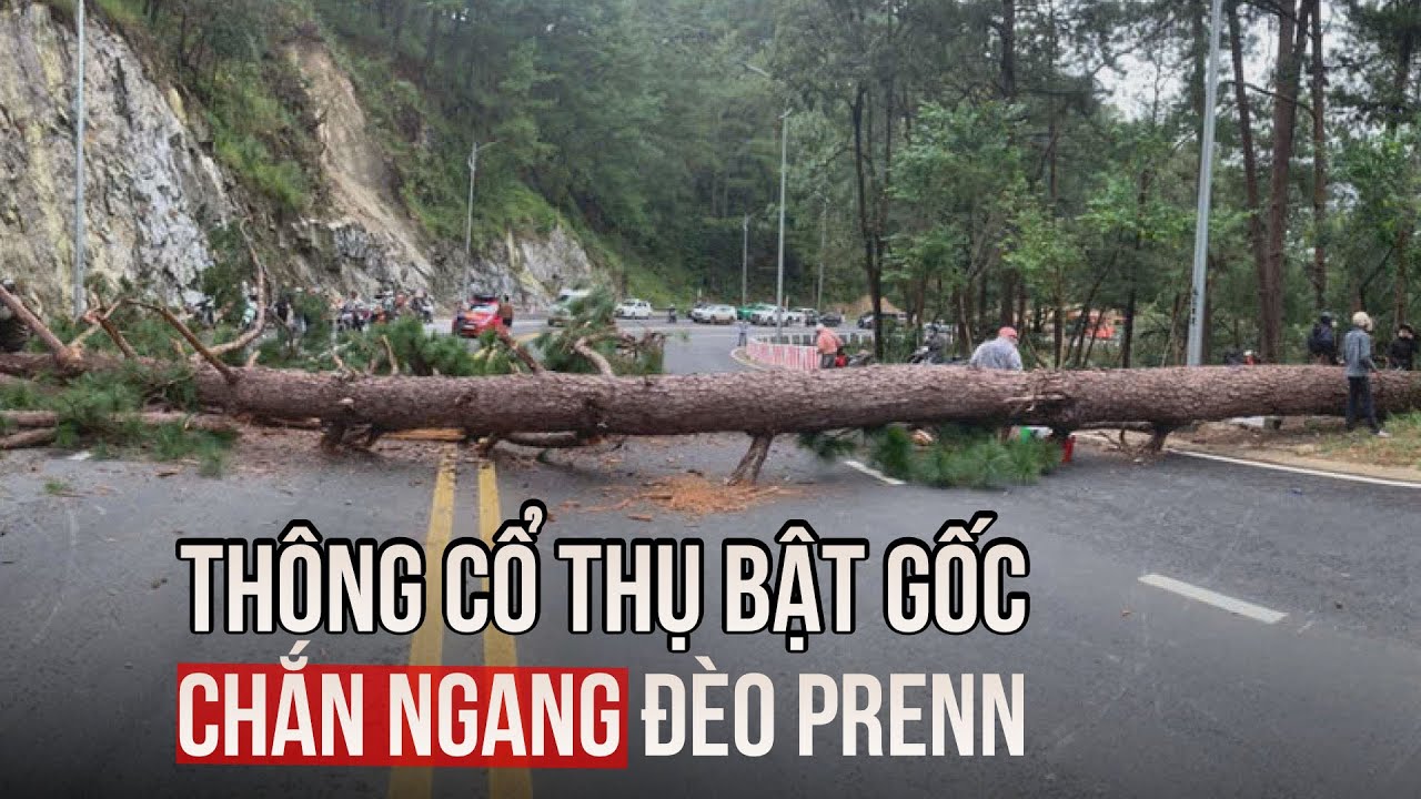 Thót tim cảnh thông cổ thụ bật gốc chắn ngang đèo Prenn