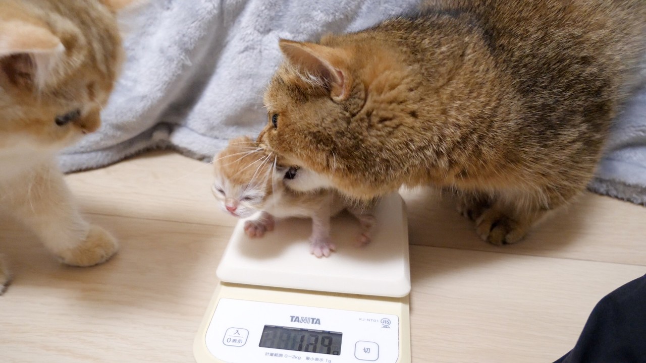 When I first weighed Charo's kittens, it became the usual development!