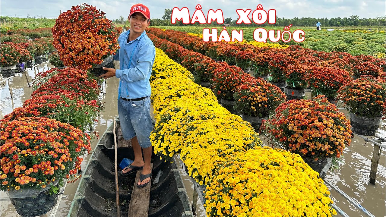 Cúc mâm xôi,cúc đỏ Hàn Quốc số lượng sỉ chào giá..//📲 0968878912.Văn-Vũ