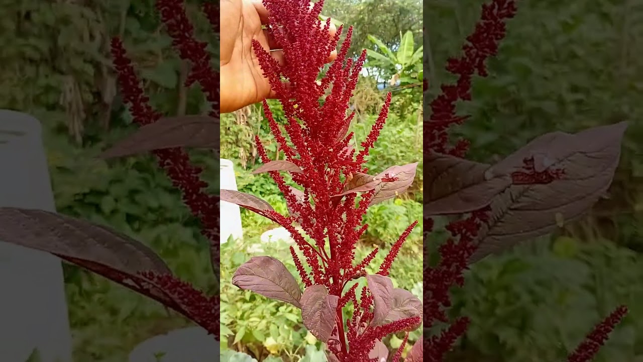 Food garden tour...still active